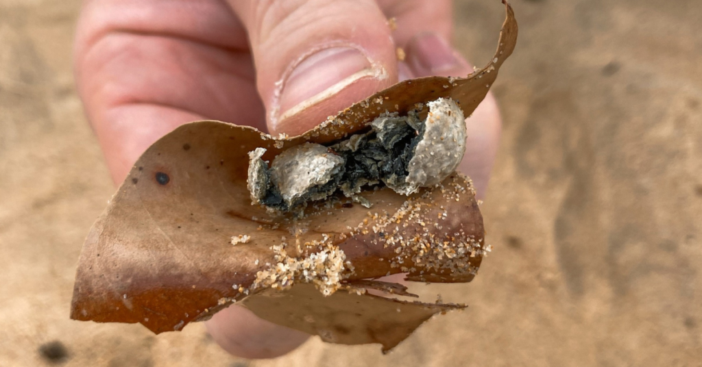 Queenscliff debris