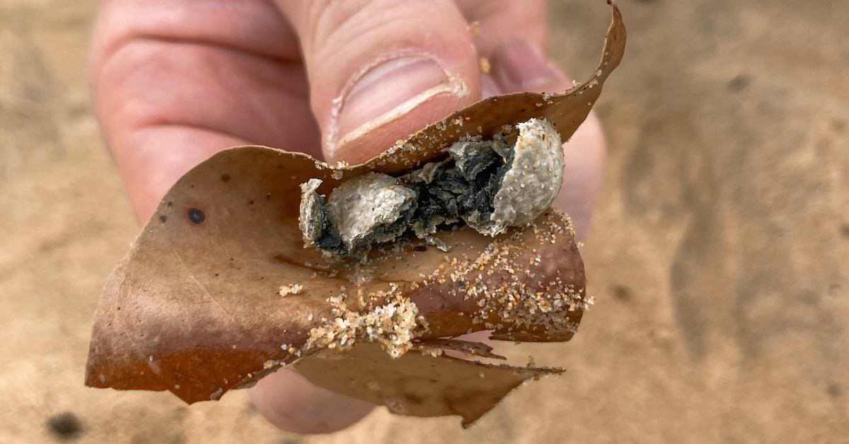 Faecal Matter and E. coli Found in Debris on Queenscliff and Other Northern Beaches