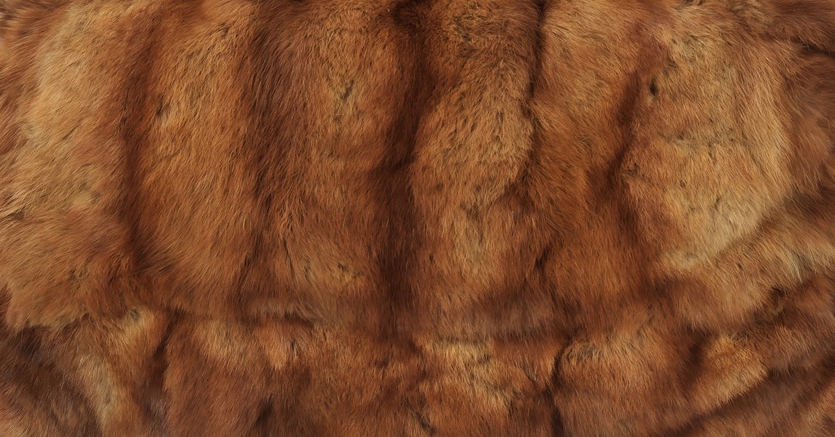 Northern Beaches Council Votes to Ban Animal Fur Sales at Markets